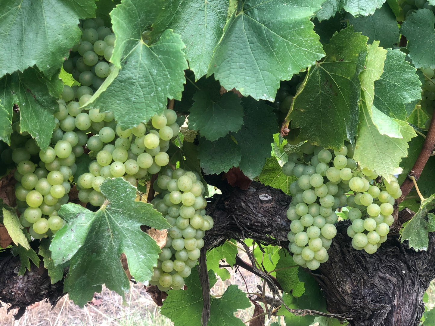 2025 Cellar Works Riesling