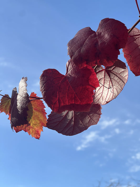 VINEYARD RENEWAL