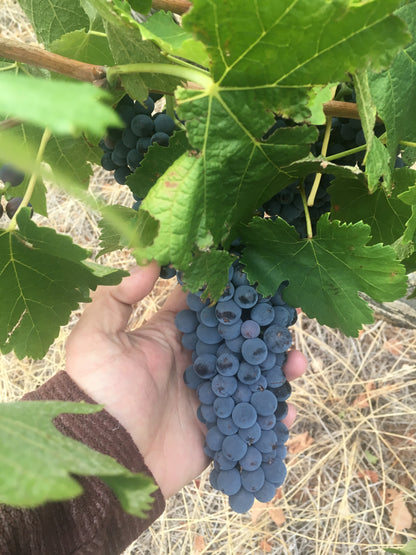 2022 Rabbit & Spaghetti Limited Reserve Shiraz