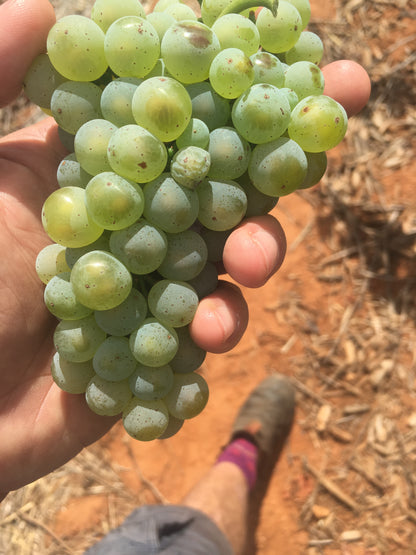2025 Rabbit & Spaghetti Clare Valley Riesling